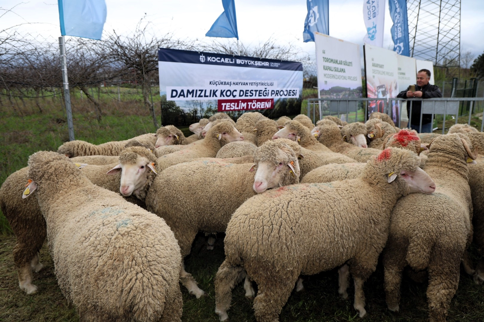 Kocaeli B&uuml;y&uuml;kşehir&rsquo;den hayvancılığa damızlık ko&ccedil; desteği