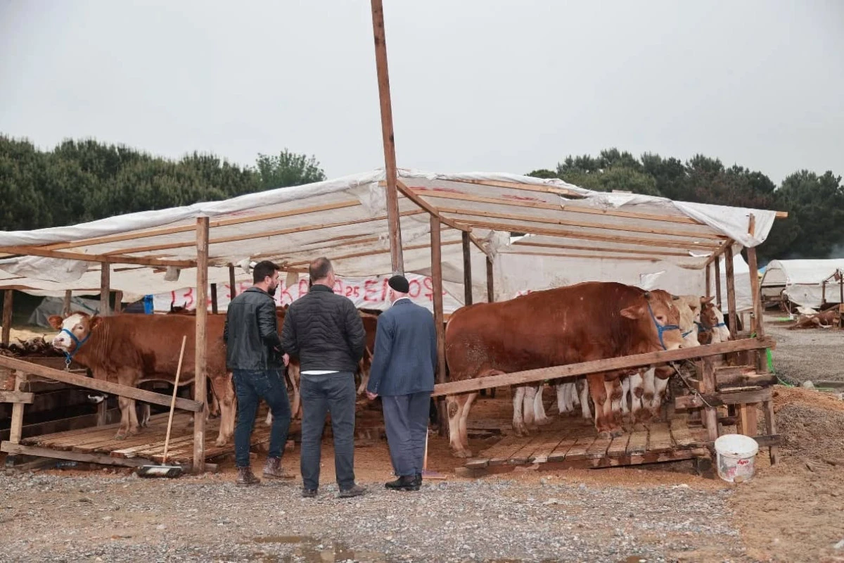 Gebze Kurban Pazarı Balçık Köyünde Kuruldu